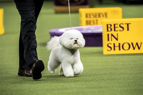 Westminster Kennel Club. November 3, 2022. New York, NY — The Westminster Kennel Club Dog Show presented by Purina Pro Plan, America’s second …
